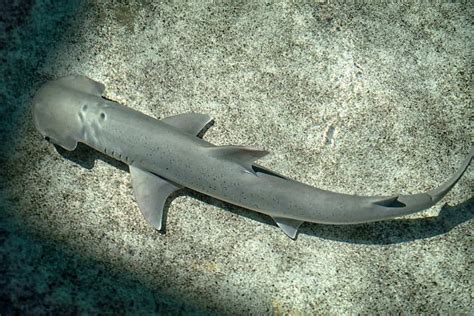 No Gps Needed Sharks Use Earth S Magnetic Field To Navigate The Seas