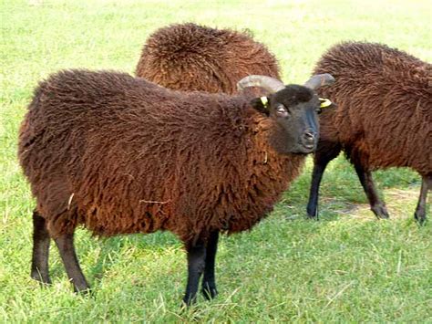 Hebridean Sheep At Fontburn Rare Breeds © Joan Sykes Cc By Sa20 Geograph Britain And Ireland