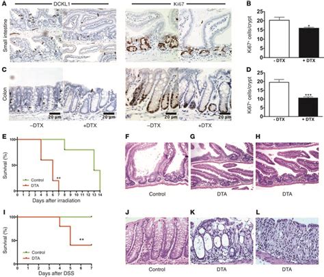 Jci Long Lived Intestinal Tuft Cells Serve As Colon Cancerinitiating