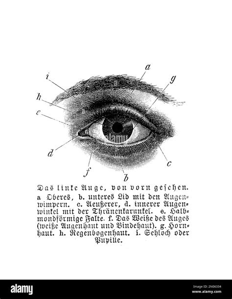 Anatomy Human Eye Vintage Engraving With German Descriptions Stock