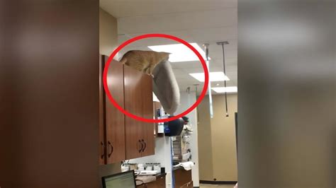 Vidéo de l incroyable saut de ce chat acrobate est ce de la chance