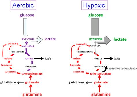 Hypoxic Rewiring Of Metabolism While Aerobic Proliferating Cells Use