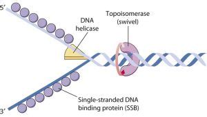 What are the Enzymes involved in DNA Replication? (Basic Guide)