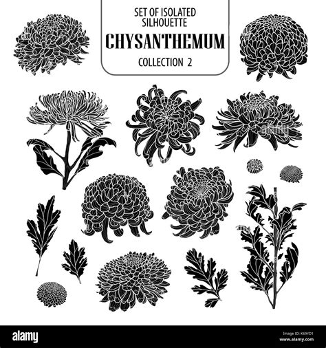 Set Of Isolated Chrysanthemum Collection 2 Cute Flower Illustration In