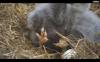 Raptor Resource Project Blog: Eaglet Growth and Development: Week Three