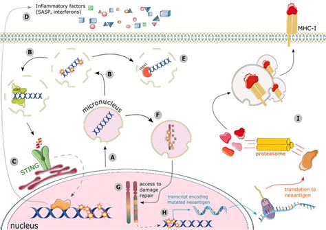 Dna Damage Can Signal The Immune System Via Multiple Intersecting Download Scientific Diagram