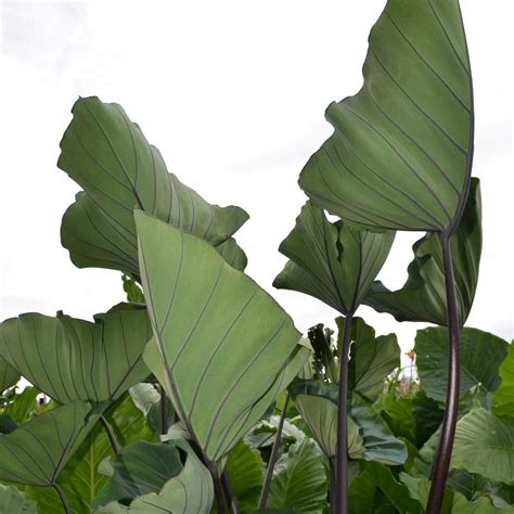 Colocasia Esculenta Bikini Tini Vitro Westland