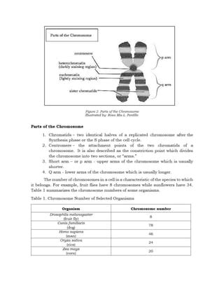 Deped Science Chromosomes Docx