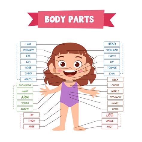 Partes Do Corpo Humano Vetor Premium