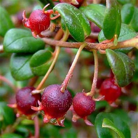 Ugni molinae 20 seeds TASTY CHILEAN Cranberry GUAVA FRUIT RARE