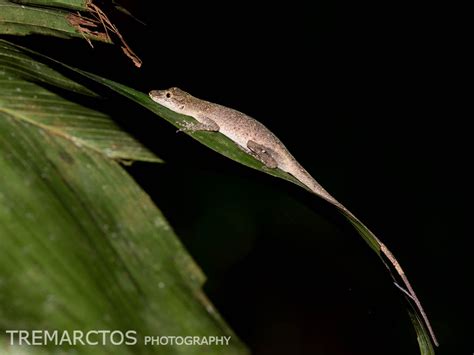 Brown Eared Anole TREMARCTOS