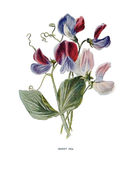 Sweet Pea Botanical Illustration Larry B Simpson Paintings