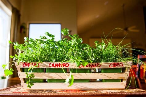 Indoor Herb Garden Diy Tutorial