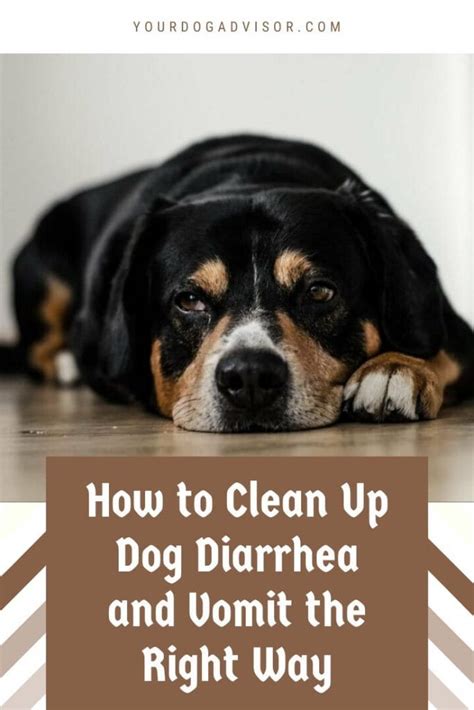 How To Clean Up Dog Diarrhea On Tile Floor Floor Roma