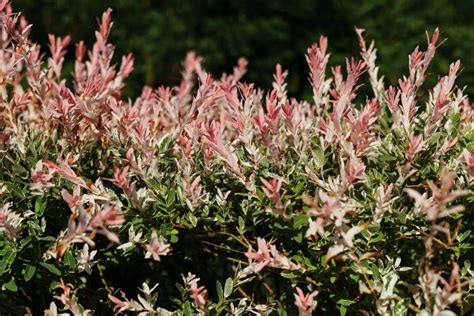 Closeup Of Flamingo Dappled Willow In Landshaft Design Stock Photo