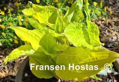 Hosta Lipstick Blonde Fransen Hostas