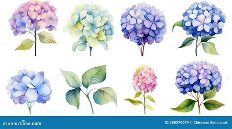 Set Of Hydrangea Flowers Watercolor Style Stock Illustration