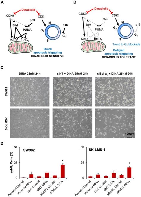 Bcl X L Is The Key Regulator Of Apoptosis Triggering After Dinaciclib