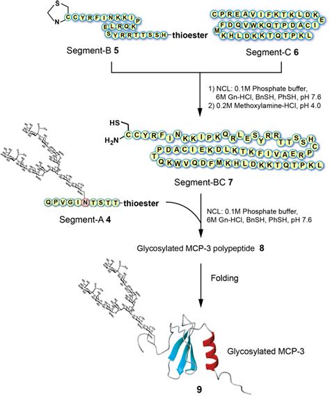 Figure 2 Synthesis Of Glycoprotein Monocyte Chemotactic Protein 3