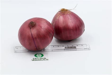 Kenya Onions Suppliers Exporters Exporters Suppliers Good