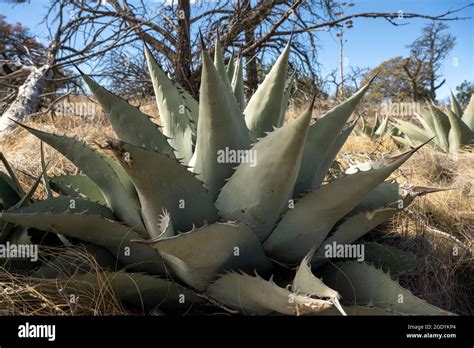 Multiple Agave Havardiana Growing On Top Of Chisos Mountains In Big