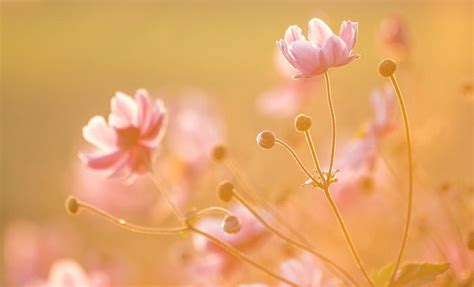 Sunset Flowers Canvas Print Wall Art