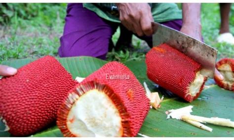 Manfaat Buah Merah Dari Papua Eva Mulia Clinic