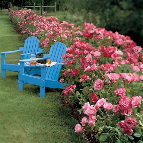 Simplicity® Hedge Rose