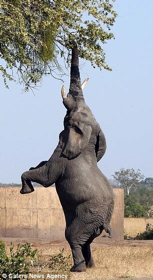 Elephant Stands On Its Hind Legs To Reach High Leaves In South Africa Daily Mail Online