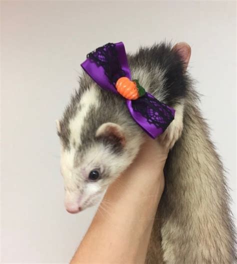 Best Ferret Halloween Costumes The Modern Ferret