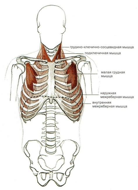 баммес мышцы | Visual art, Anatomy for artists, Art