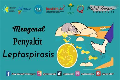 Apa Itu Leptospirosis Kenali Penyebab Dan Pencegahannya