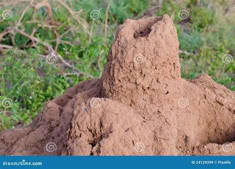 Termite Nest Stock Image Image Of Horizontal Australia 24129399