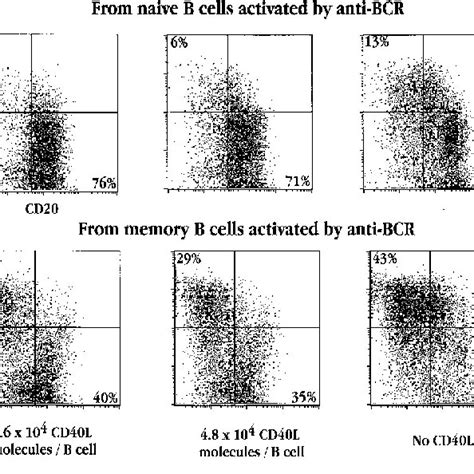 Memory, but not naive, B cells preferentially undergo plasma cell ...