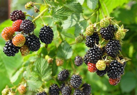 Blackberry Description Types Nutrition Uses Facts Britannica