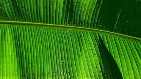 Banana Leaf Wallpaper 4k Green Background Texture