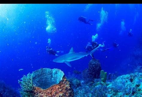 Ecologic Divers San Pedro Atualizado O Que Saber Antes De Ir