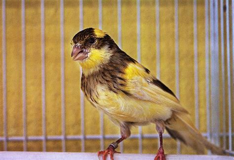 What Are The Best Singing Canaries Canary Finches And Canaries