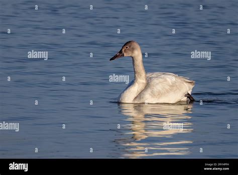 The Tundra Swan Cygnus Columbianus Stock Photo Alamy