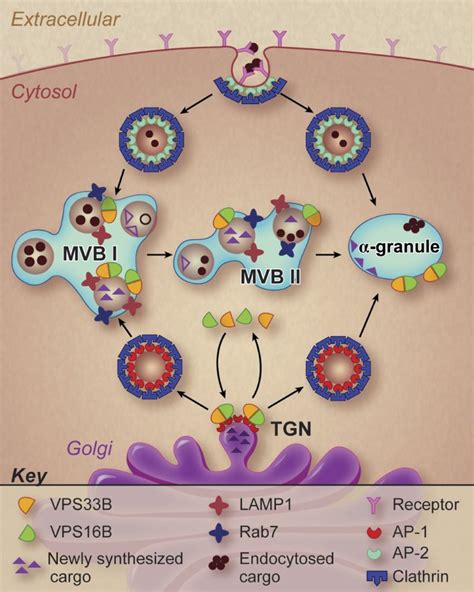 Working Model Of Granule Biogenesis This Artwork Illustrates The