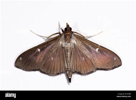 Box Tree Moth Cydalima Perspectalis Adult Male Brown Variety Studio