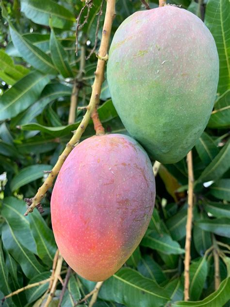 Фрукт Манго (Mangifera indica) – список сортов