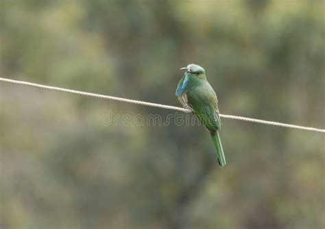 Blue-bearded bee-eater stock image. Image of beautiful - 140799759