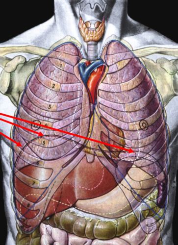 Pleura And Lungs Flashcards Quizlet