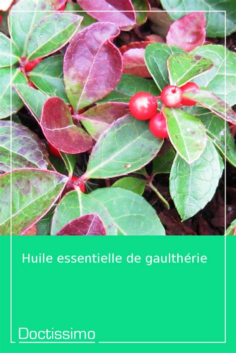 Huile Essentielle De Gaulth Rie Bienfaits Et Utilisations Huile