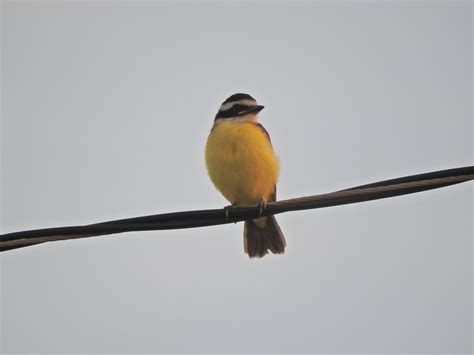 Foto Bem Te Vi Pitangus Sulphuratus Por Marcelo Kokubum Wiki Aves