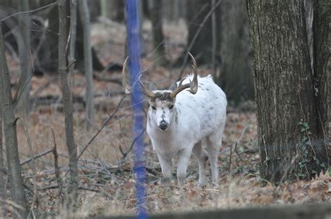 Val’s-outside-voice: The Piebald Deer is back...