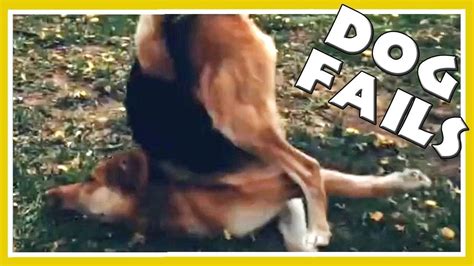 😂 Funny Dog Fails Tiktok Funny Moments Of The Dogs Video