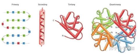 基因如何决定蛋白质的空间结构？ 知乎