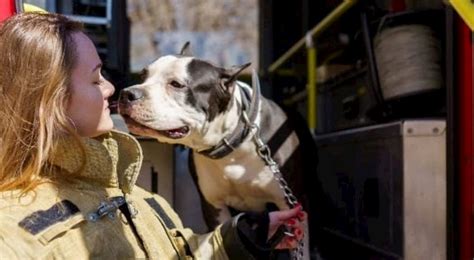 Badass Dogs: Firefighter Dogs - Prudent Pet Insurance